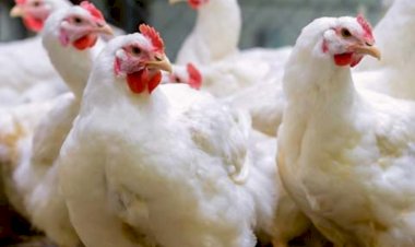 Com a ausência de novas casos, o Rio Grande do Sul diminui as barreiras sanitárias contra a gripe aviária.